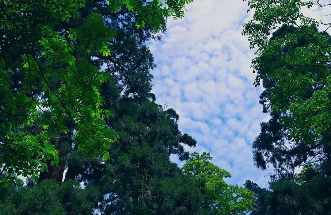 植樹節|守護綠色家園的秘密武器!