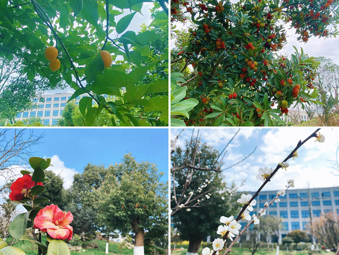 植樹節|守護綠色家園的秘密武器!