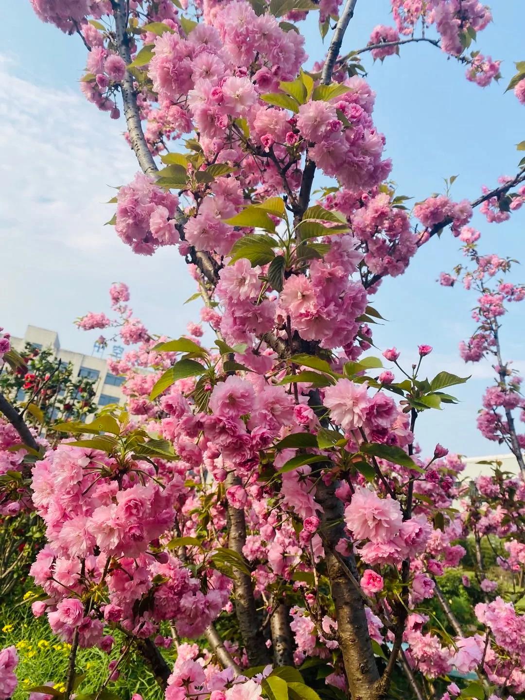 風景這邊獨好!東大環境美景一覽,請查收